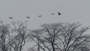29th Dec 2020 - geese over trees