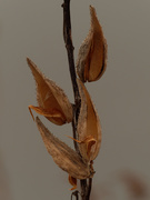 29th Dec 2020 - milkweed