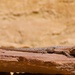 Misc. Lizard in Utah by theredcamera