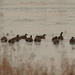 geese by a small amount of open water by rminer