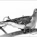 mourning dove by jernst1779