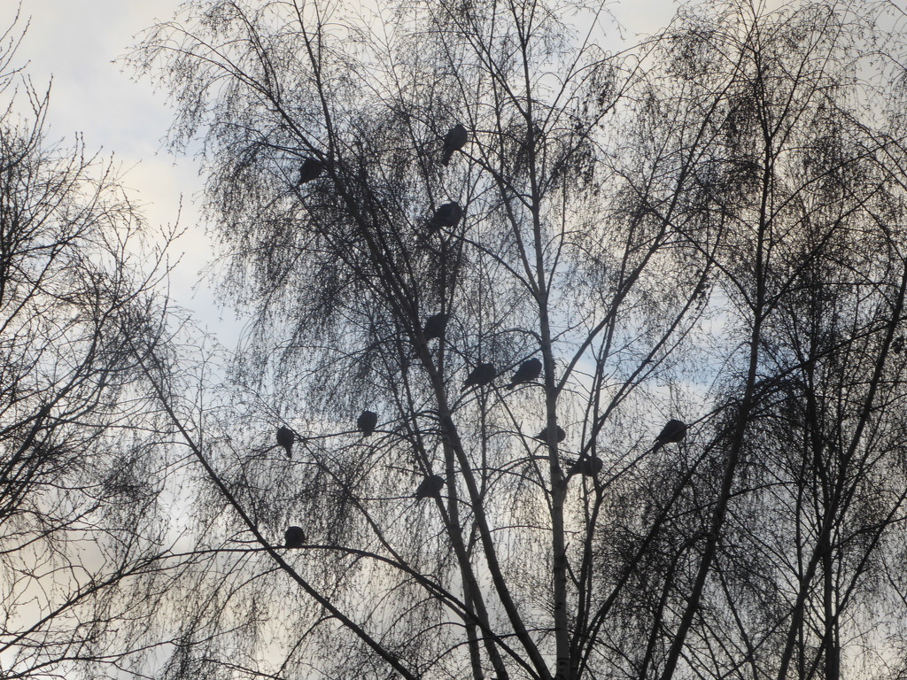 Socially distanced pigeons in our Silver Birches by snowy
