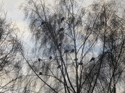 29th Dec 2020 - Socially distanced pigeons in our Silver Birches