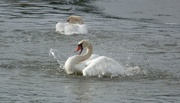 29th Dec 2020 - From Our Walks: Swan´s Joy.