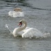 From Our Walks: Swan´s Joy. by kclaire