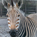 Zebra  by haskar