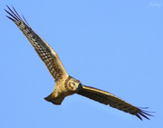 29th Dec 2020 - Northern Harrier Has His Eye On You 