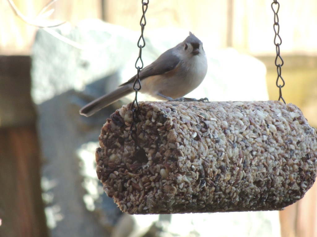 New Feeder, New Visitor by allie912
