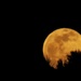 Wolf Moon by grammyn