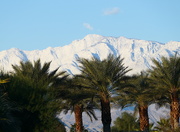 29th Dec 2020 - Palms and Peaks