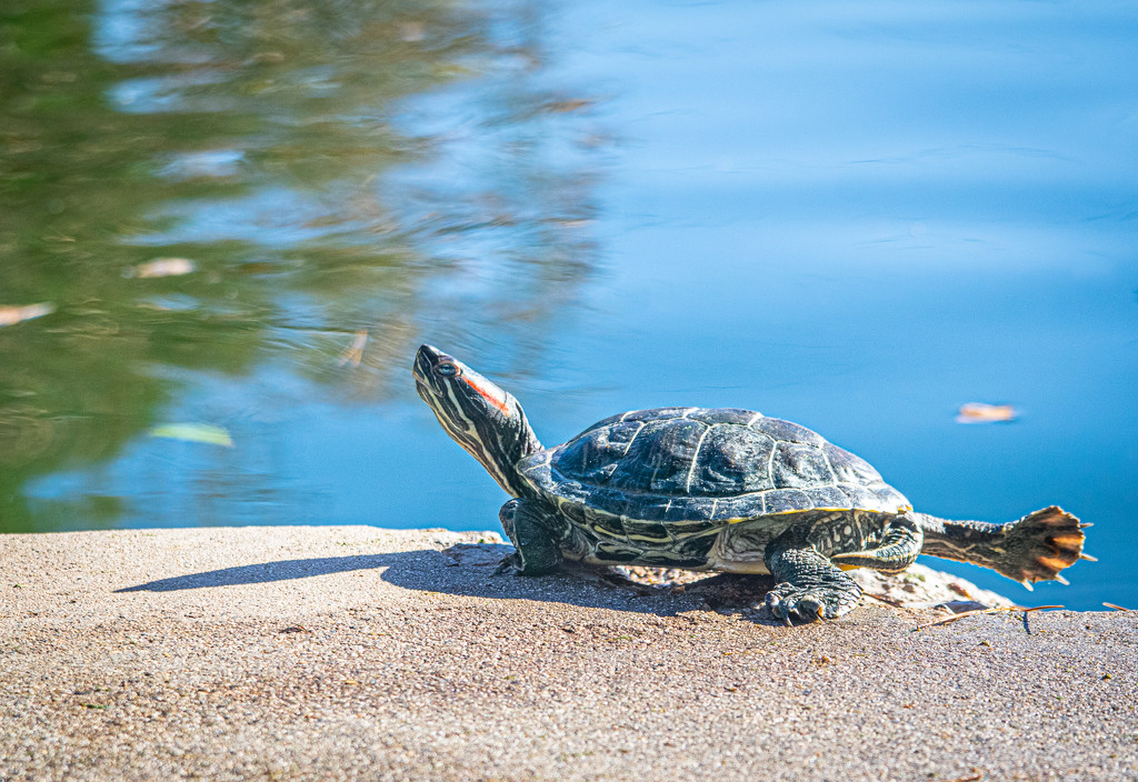 (Day 320) - Turtle Workout by cjphoto