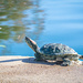 (Day 320) - Turtle Workout by cjphoto