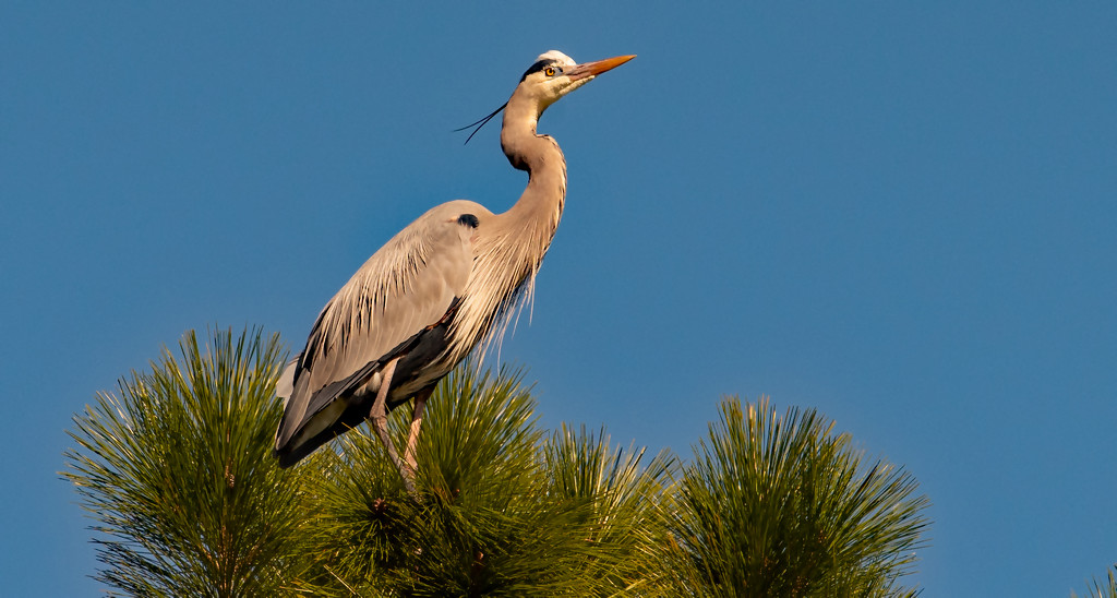 Blue Heron in the Tree Top! by rickster549