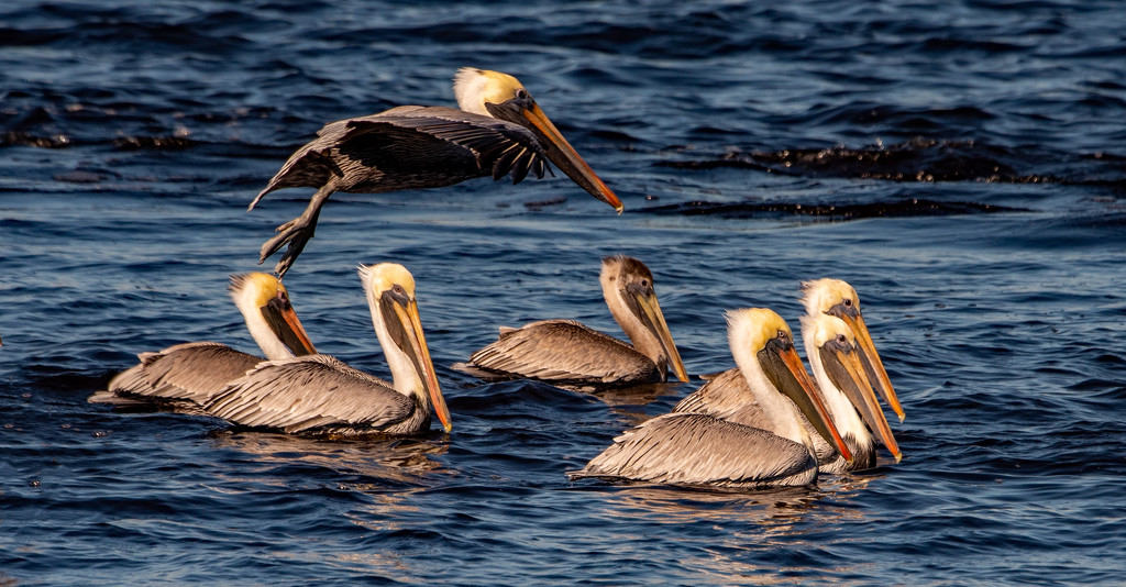 Pelicans Chasing the Crab Boat! by rickster549