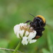 Bumble Bee by katford