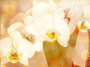 30th Dec 2020 - Orchids and bokeh