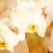Orchids and bokeh by ludwigsdiana