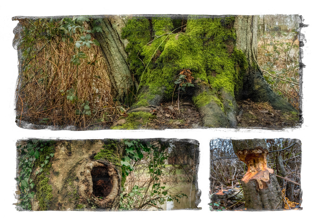 Tree Triptych by cdcook48