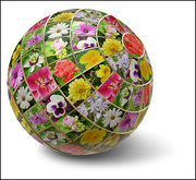 30th Dec 2020 - Flower Globe