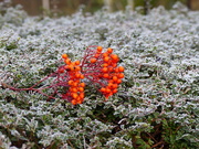 30th Dec 2020 - Rowan Berries on Frost