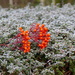 Rowan Berries on Frost by foxes37