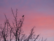 31st Dec 2020 - Starling at sunrise