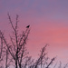 Starling at sunrise by jon_lip