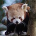 Red Panda by 30pics4jackiesdiamond
