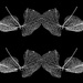 Skeleton leaves in black  by judithmullineux