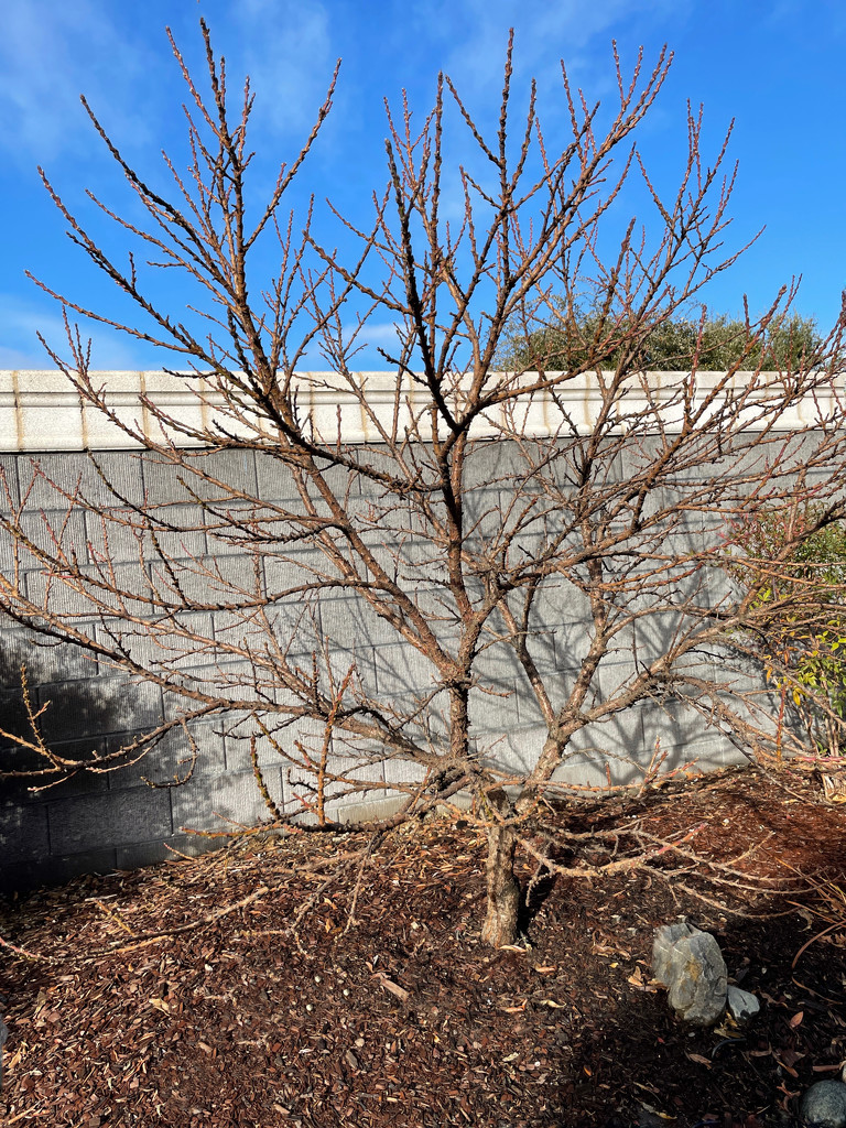 Dwarf nectarine tree in the winter by shutterbug49