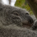 fabulous Fey by koalagardens