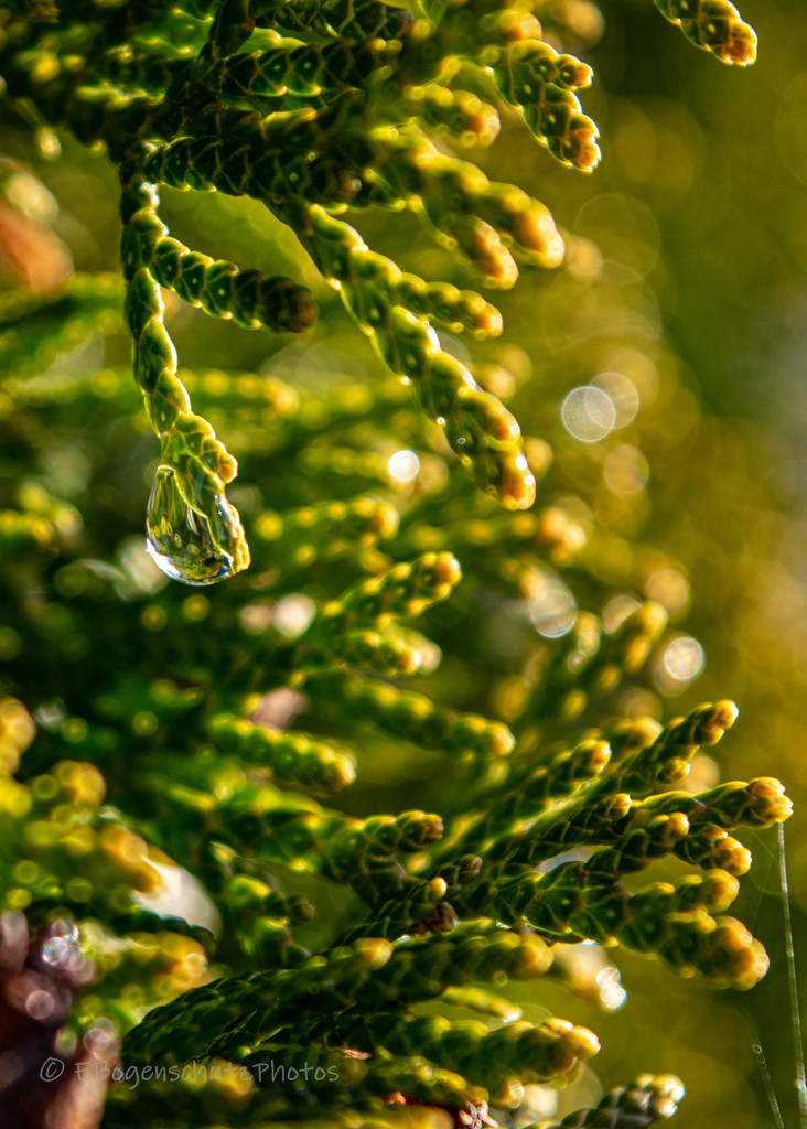 Raindrops on Cedar tree in front by theredcamera