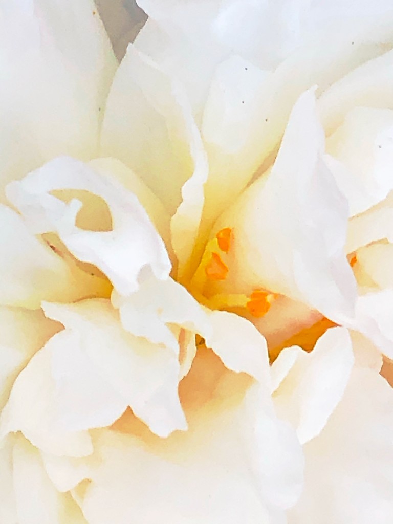 Nature’s Art:  Camellia by congaree