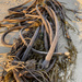 Kelp  by applegater
