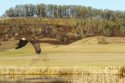 30th Dec 2020 - Northern Harrier Flying Over Field