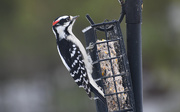 30th Dec 2020 - Downy Woodpecker