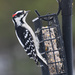Downy Woodpecker by paintdipper