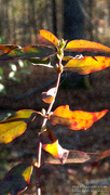 31st Dec 2020 - Painted Carolina wild jasmine vine...