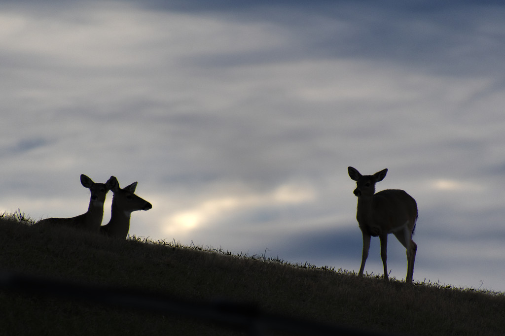 Deer in the Gloaming by timerskine