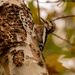 Woodpecker Blending In! by rickster549