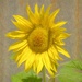 Tweaked Sunflower PC300964