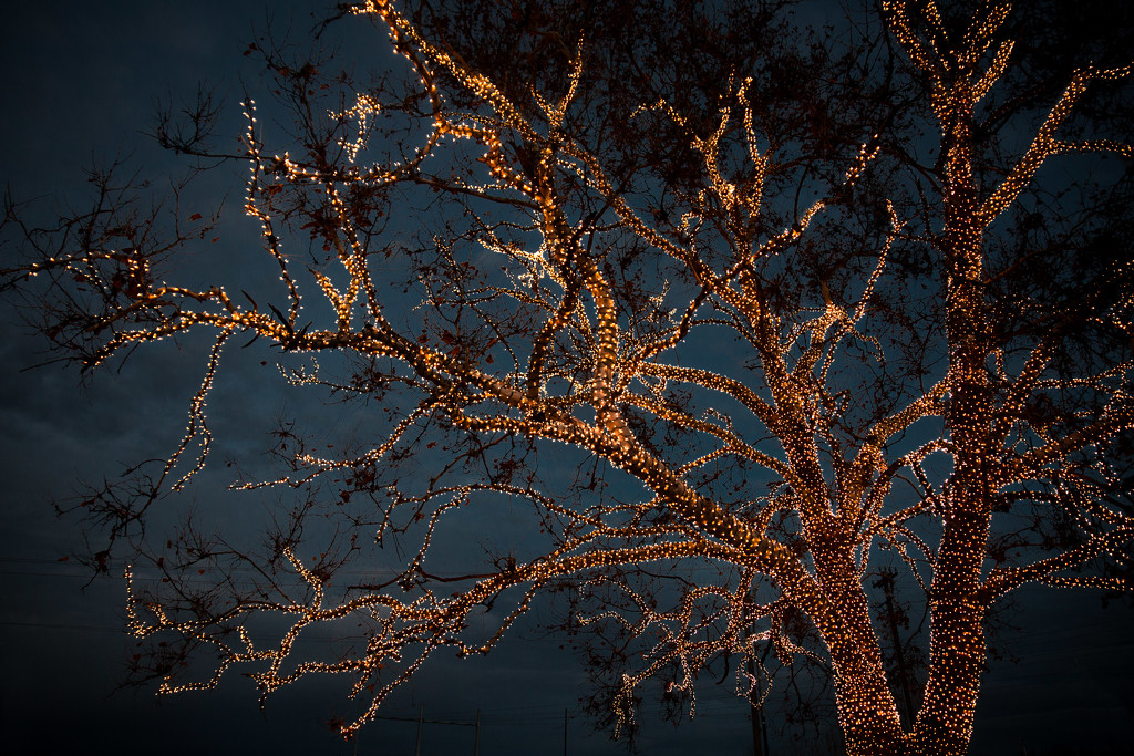 "Tree of Life" by tina_mac