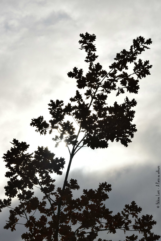 young oak by parisouailleurs