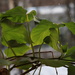 Sweet potato leaves. Sunny day. by nyngamynga