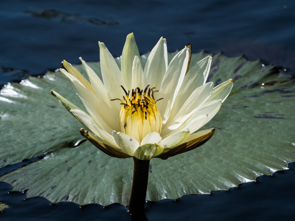 Water Lily Africa  by judithmullineux