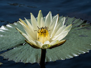 10th Oct 2020 - Water Lily Africa 