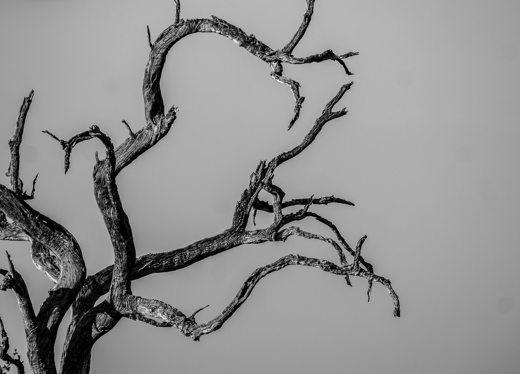 Dead Tree  by judithmullineux