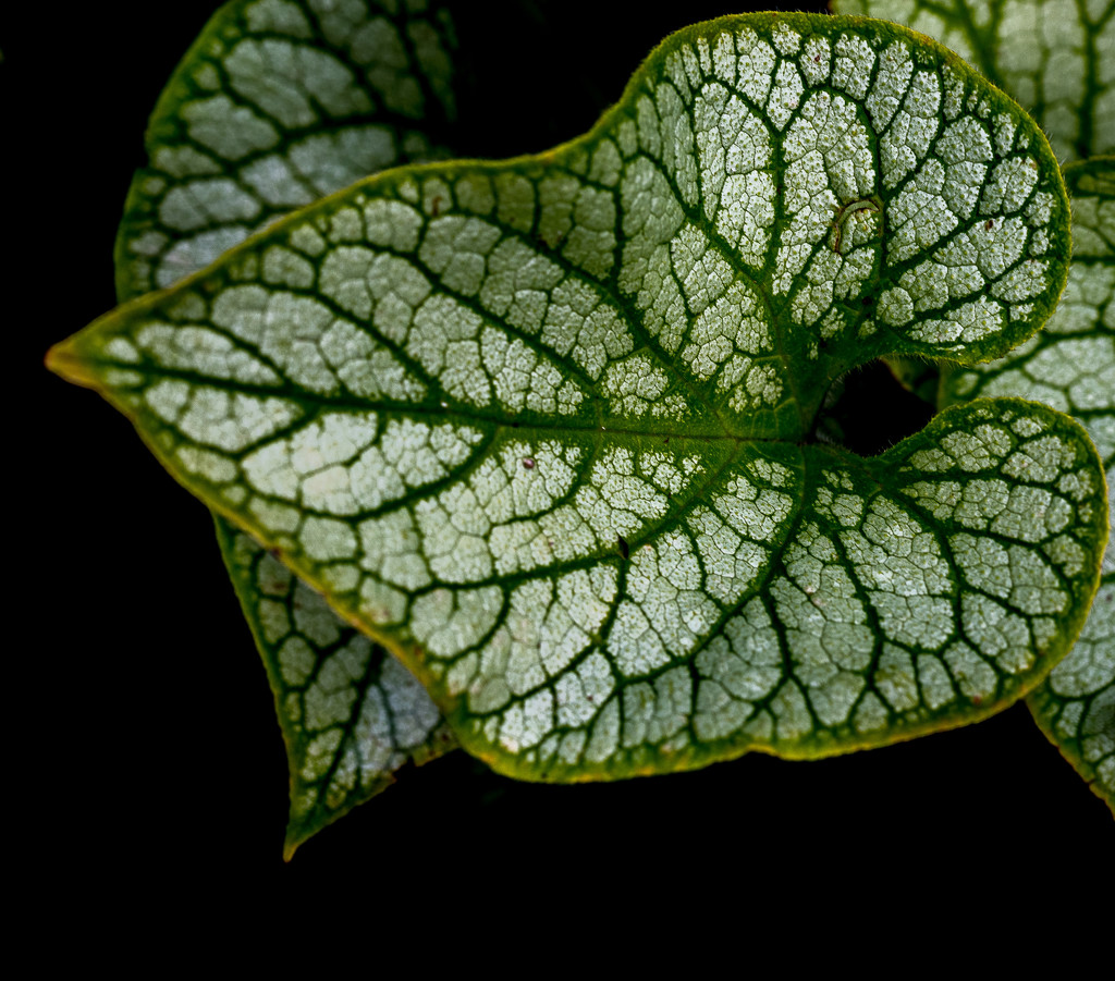 Leaf  by judithmullineux