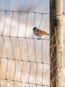 31st Dec 2020 - Reed Bunting.