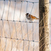 Reed Bunting. by gamelee
